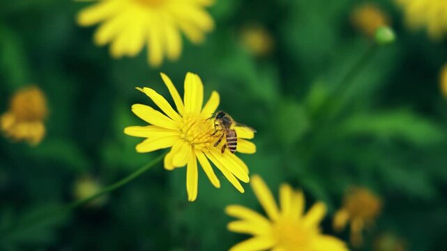 Bee Collecting Nectar from Yellow Daisy Flowers - Summer Garden Video
