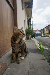 Side Profile of a Marbled Bengal Cat Walking Outdoors
