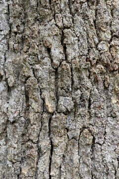 Structure naturelle de l&rsquo;&eacute;corce d&rsquo;arbre marqu&eacute;e par le temps et les saisons