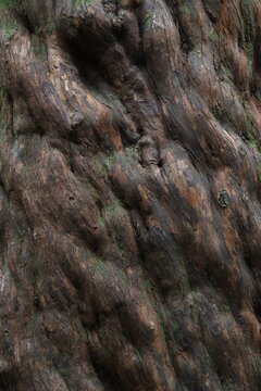 Structure naturelle de l&rsquo;&eacute;corce d&rsquo;arbre marqu&eacute;e par le temps et les saisons
