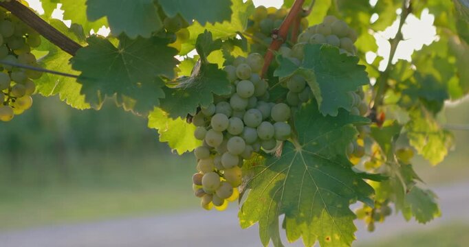 Yellow grapes hanging on a vine in the breeze