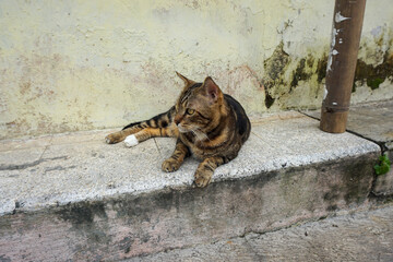 Side Profile of a Marbled Bengal Cat Walking Outdoors