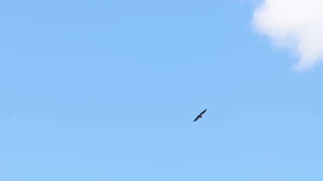 Majestic griffon vultures gracefully soaring in the clear blue sky over the rocky mountains of crete, greece. Wild birds of prey gliding