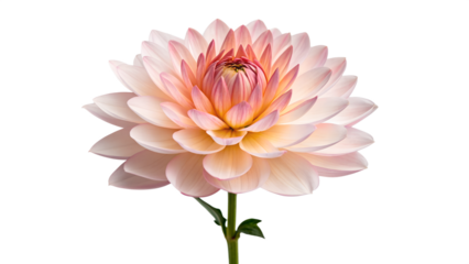 Beautiful pink dahlia flower with delicate petals in full bloom, a stunning nature flora macro isolated on a white background for spring or summer garden floral beauty