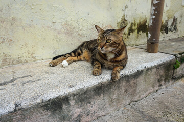 Side Profile of a Marbled Bengal Cat Walking Outdoors