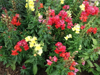 Gorgeous flowers. Antirrhinum. The beauty of nature.