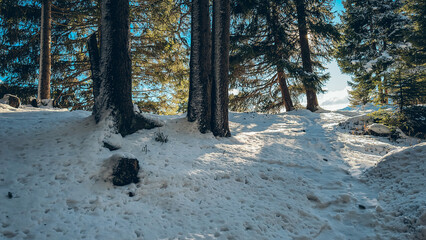 Fototapeta premium Snowy forest floor in winter