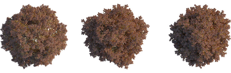 Fagus sylvatica tree plan, top view, cutout, 4k png, isolate, Good for architectural visualization, Three brown bushy tree tops with foliage on transparent background