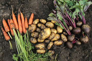 Autumn harvest of fresh raw vegetables carrot, beetroot and potatoes on soil in garden, top view. Bunch organic vegetable background texture