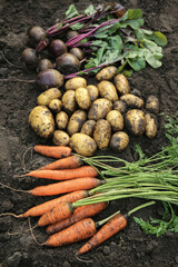 Bunch of organic beetroot and carrot, freshly harvested potato on soil ground in garden close up. Autumn harvest of vegetables, farming
