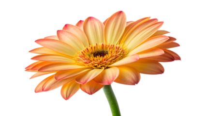 Would you like me to generate more variations of this description for different stock platforms?