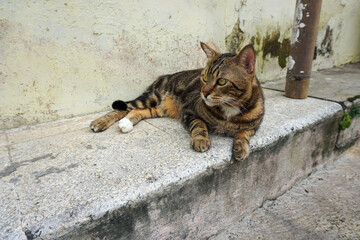 Side Profile of a Marbled Bengal Cat Walking Outdoors