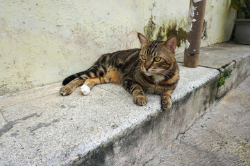 Side Profile of a Marbled Bengal Cat Walking Outdoors
