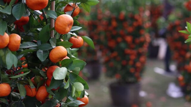 Fresh Orange Citrus Fruits on Tree Branch with Green Leaves