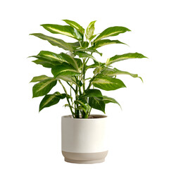Indoor plant with vibrant green leaves in pot