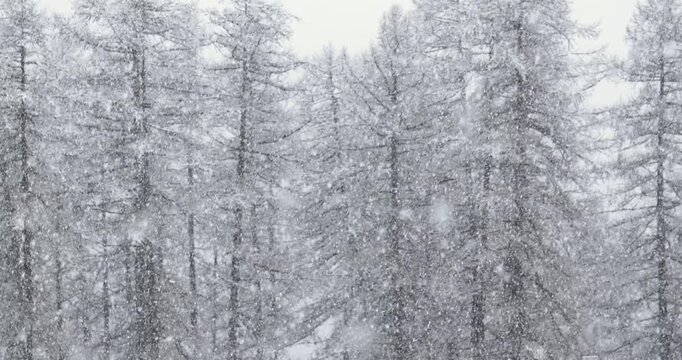 Falling snow trees in the background