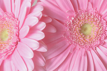 Close-up of a natural pink gerbera flower with soft lighting and delicate petal details. Perfect for beauty concepts, wellness branding, greeting cards, floral design, and spring themes. Full frame