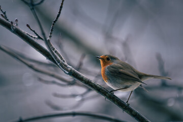 robin on a branch in winter fog