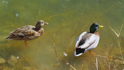 Two ducks wade through clear water, one with mottled brown feathers and the other showcasing vibrant green and brown plumage. Soft sunlight illuminates their surroundings