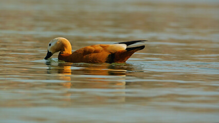 A duck is swimming gracefully in calm, reflective waters, showcasing its striking orange-brown plumage and distinctive black-and-white tail. Mandarin Duck