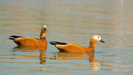 Two beautiful orange ducks swim gracefully on calm water, their reflections visible in the surface. One duck faces forward while the other glances sideways, showcasing their striking features