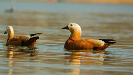 Two beautiful ducks swim gracefully on calm waters, showcasing their striking orange and white plumage. The reflective surface adds a serene quality to the scene. Mandarin Duck