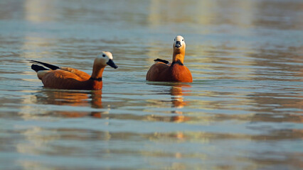 Two Mandarin ducks swim gracefully in calm waters, their reflections visible on the surface. The ducks feature rich, warm plumage, with one facing forward, showcasing its distinct markings