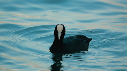 A black coot floats gracefully on calm water, its distinctive white beak and forehead contrasting against the shimmering blue surface. The gentle ripples create a serene atmosphere