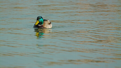 A male mallard duck swims gracefully in calm waters, showcasing its vibrant green head and distinctive yellow bill. The water reflects soft ripples, enhancing the serene ambiance