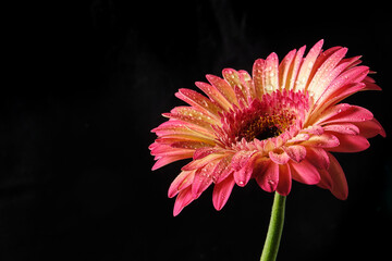 Close up of a pink and yellow gerbera daisy covered with water droplets, side view on dark black background with copy space, studio macro floral photo.