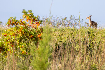 Deer high up on a hill in a field