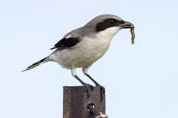 Insect eating bird with a caterpillar catch
