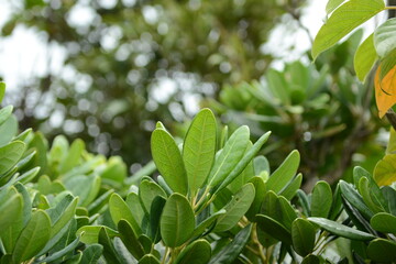 Title Detailed texture of Daphniphyllum macropodum leaves and red stems photography not AI generated