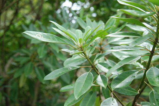 Description Macro view showing the contrast between the dark green upper leaf, glaucous white underside, and vibrant red petioles of the Daphniphyllum tree. Authentic photography, not AI generated.
