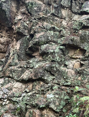 Rock formation with moss and plants in a forest setting
