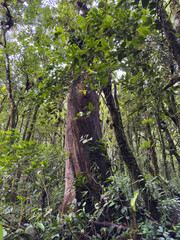 Large tree surrounded by green plants in a forest during daytime