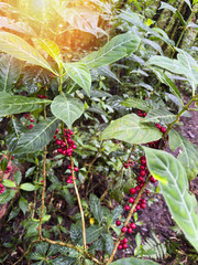 Coffee plants with red berries growing in a tropical area during daytime
