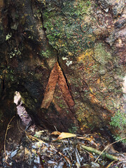 Brown markings on tree bark in forest area with sunlight shining down