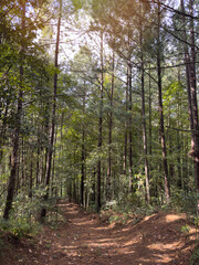 Walking path through tall trees in a forest during daylight hours