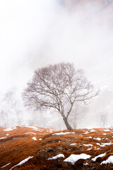 tree in the clouds in the mountains, Italy