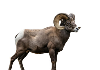 Obraz premium A majestic male bighorn sheep ram, full-length side profile, massive ridged horns and shaggy brown fur, standing stoically against a seamless white studio background, capturing north american