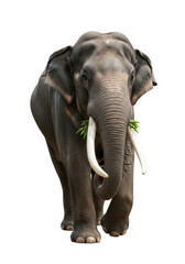 Fototapeta premium A magnificent adult male asian elephant, massive charcoal-gray body, impressive white tusks, holding green leaves, isolated on a seamless white background, wildlife conservation concept