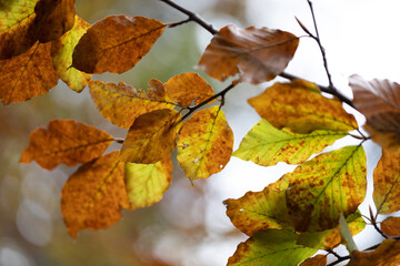 ramo con foglie dai colori autunnali di un albero di faggio, su sfondo sfuocato