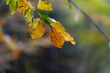ramo con foglie dai colori autunnali di un albero di faggio, su sfondo sfuocato