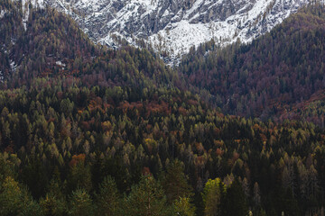 dettagli di un ambiente naturale di montagna in inverno nelle Alpi Italiane, parzialmente innevato, con vaste foreste e pendii rocciosi ed innevati, di pomeriggio, in inverno