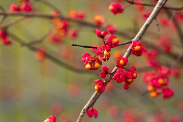 frutti color rosso di una pianta selvatica di fusaggine (Euonymus europaeus), di giorno, in autunno