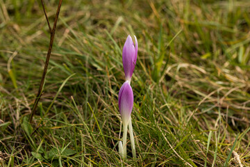 fiori selvatici chiusi, dai petali color viola, in mezzo all'erba, in un campo