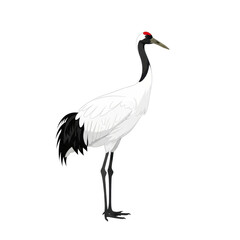 Obraz premium a stately red-crowned crane stands in full profile, showcasing brilliant white and black plumage and a crimson head patch, depicted in a sharp vector graphic on a stark white background, symbolic