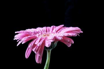 Natural pink gerbera flower photographed from the side on a black background. Elegant floral portrait with dramatic contrast, ideal for editorial design, posters, branding, minimal compositions.