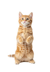 Obraz premium A tiny, ultra-fluffy ginger tabby kitten with luminous emerald eyes stands on its hind legs, isolated against a seamless infinite white studio cyclorama, charming high-key curiosity concept